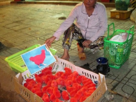 Nhiều[-]người[-]cho[-]rằng[-]đây[-]là[-]gà[-]con[-]bị[-]nhuộm[-]màu,[-]còn[-]ảnh[-]gà[-]mẹ[-]thì[-]đỏ[-]nhờ...[-]photoshop